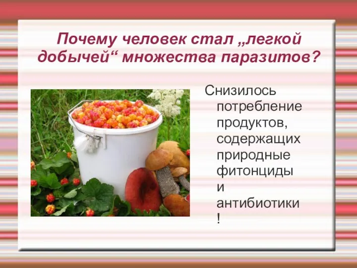 Почему человек стал „легкой добычей“ множества паразитов? Снизилось потребление продуктов, содержащих природные фитонциды и антибиотики!