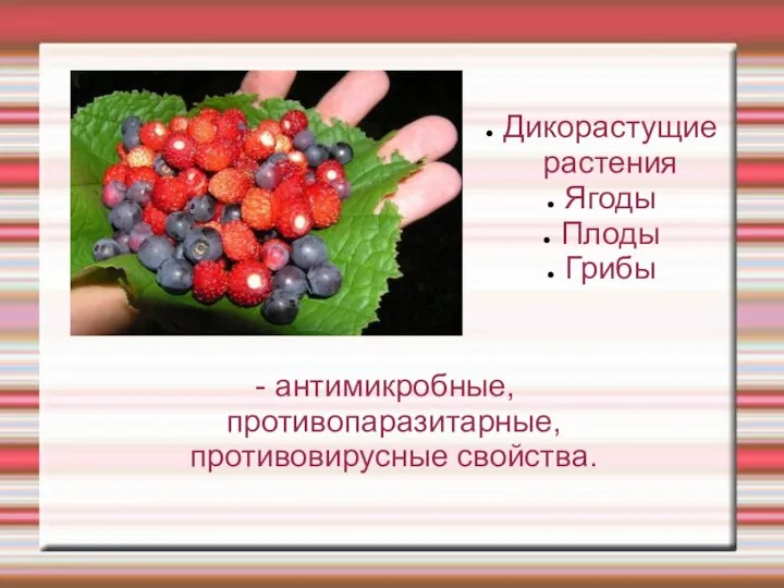 Дикорастущие растения Ягоды Плоды Грибы - антимикробные, противопаразитарные, противовирусные свойства.