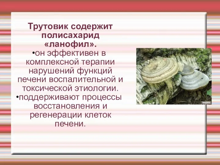 Трутовик содержит полисахарид «ланофил». он эффективен в комплексной терапии нарушений функций