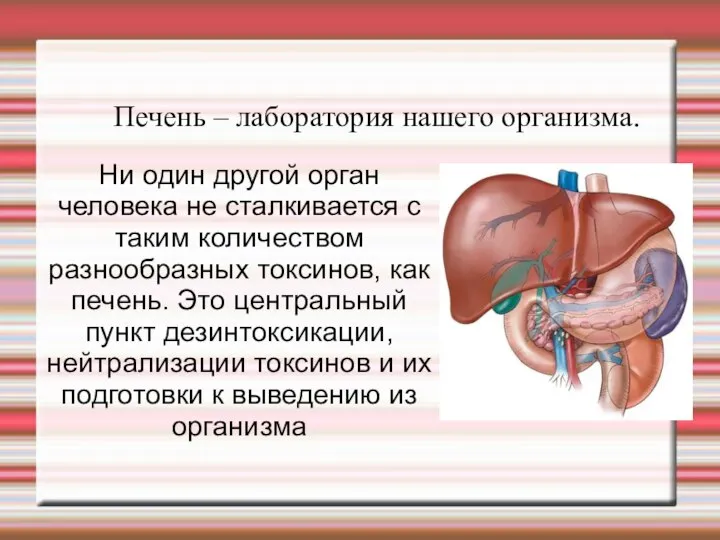 Ни один другой орган человека не сталкивается с таким количеством разнообразных