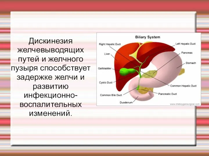 Дискинезия желчевыводящих путей и желчного пузыря способствует задержке желчи и развитию инфекционно-воспалительных изменений.