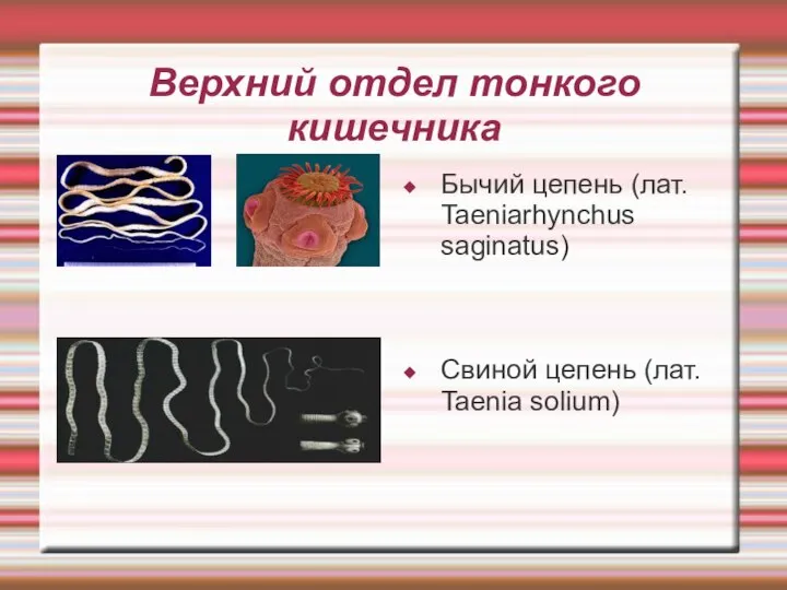 Верхний отдел тонкого кишечника Бычий цепень (лат. Taeniarhynchus saginatus) Свиной цепень (лат. Taenia solium)