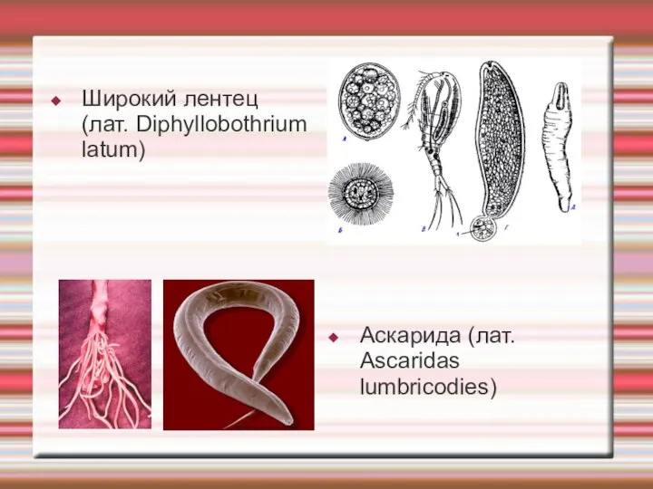 Аскарида (лат. Ascaridas lumbricodies) Широкий лентец (лат. Diphyllobothrium latum)