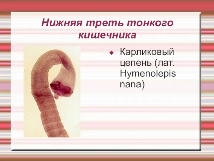 Нижняя треть тонкого кишечника Карликовый цепень (лат. Hymenolepis nana)