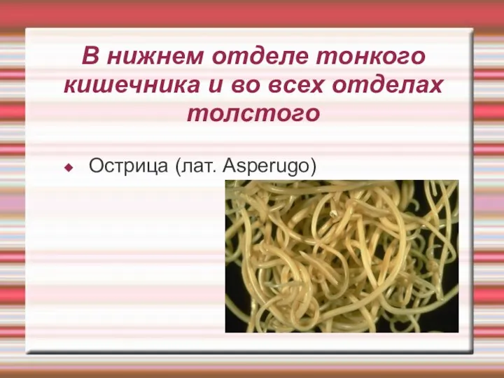 В нижнем отделе тонкого кишечника и во всех отделах толстого Острица (лат. Asperugo)