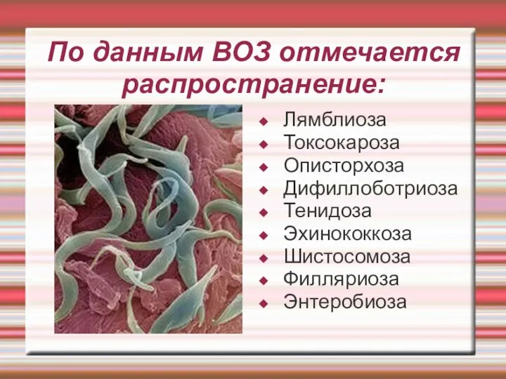 По данным ВОЗ отмечается распространение: Лямблиоза Токсокароза Описторхоза Дифиллоботриоза Тенидоза Эхинококкоза Шистосомоза Филляриоза Энтеробиоза