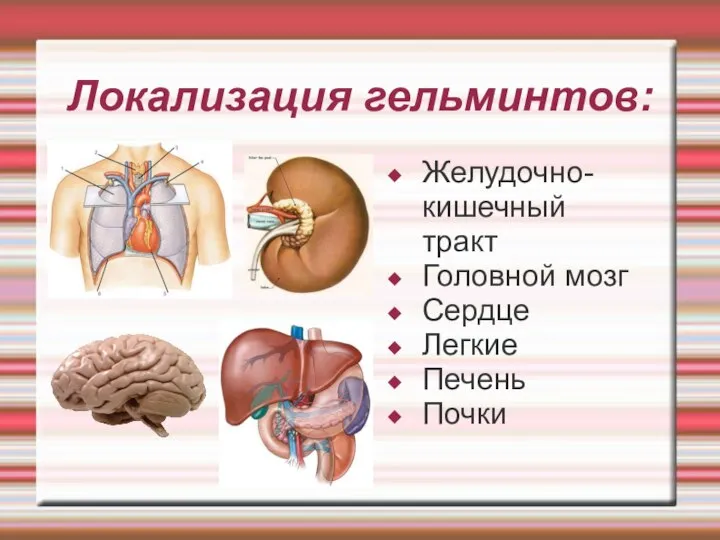 Локализация гельминтов: Желудочно-кишечный тракт Головной мозг Сердце Легкие Печень Почки