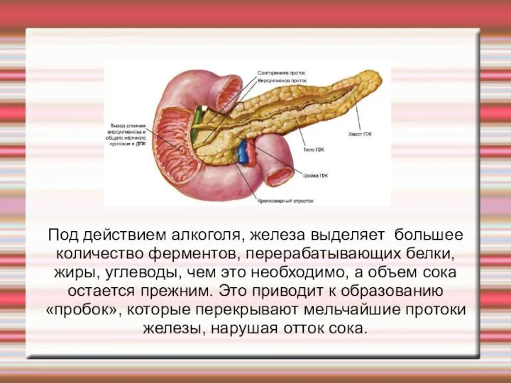 Под действием алкоголя, железа выделяет большее количество ферментов, перерабатывающих белки, жиры,