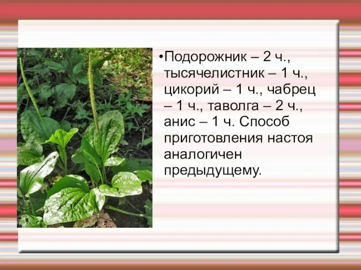 Подорожник – 2 ч., тысячелистник – 1 ч., цикорий – 1