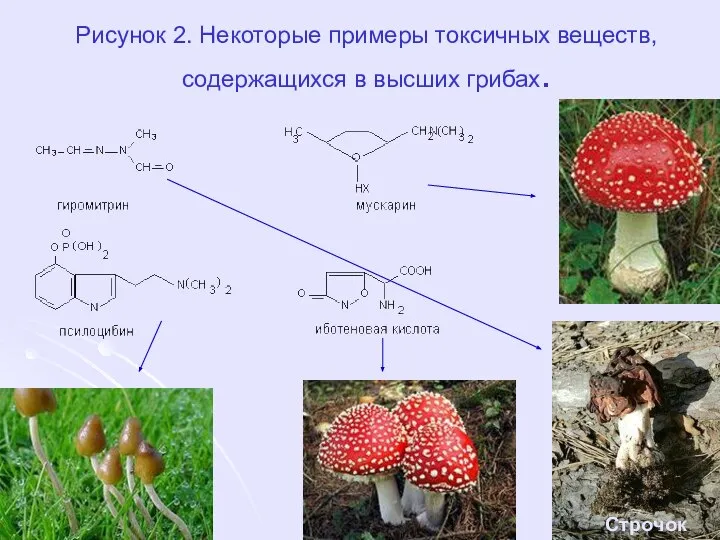 Рисунок 2. Некоторые примеры токсичных веществ, содержащихся в высших грибах. Строчок