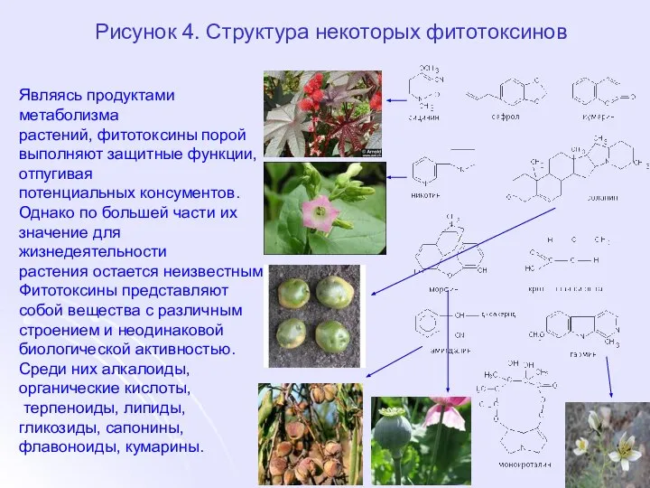 Рисунок 4. Структура некоторых фитотоксинов Являясь продуктами метаболизма растений, фитотоксины порой