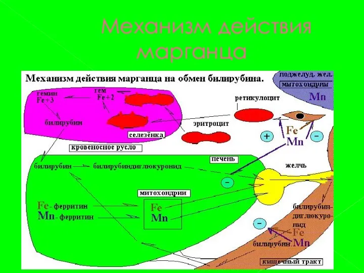 Механизм действия марганца