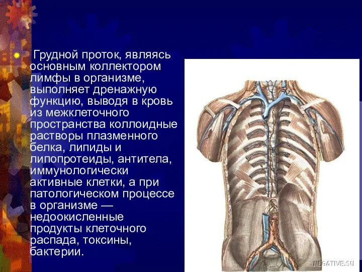 Грудной проток, являясь основным коллектором лимфы в организме, выполняет дренажную функцию,