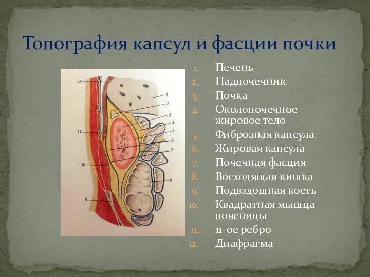 Печень Надпочечник Почка Околопочечное жировое тело Фиброзная капсула Жировая капсула Почечная