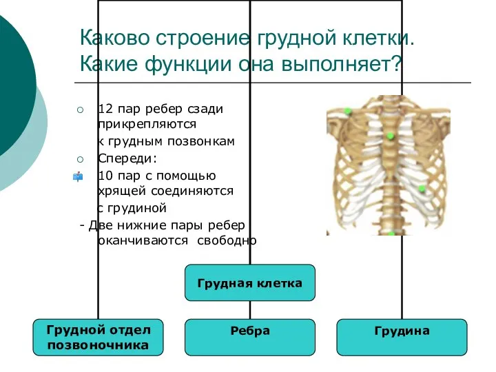 Каково строение грудной клетки. Какие функции она выполняет? 12 пар ребер