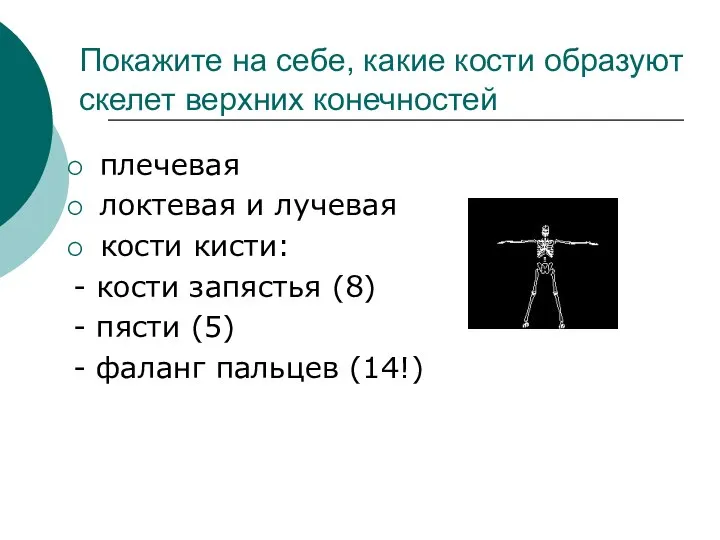 Покажите на себе, какие кости образуют скелет верхних конечностей плечевая локтевая