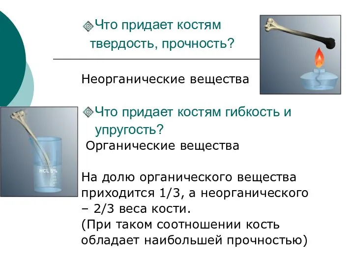 Что придает костям твердость, прочность? Неорганические вещества Что придает костям гибкость