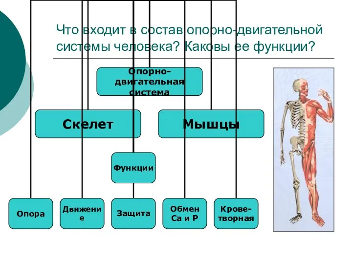 Что входит в состав опорно-двигательной системы человека? Каковы ее функции?