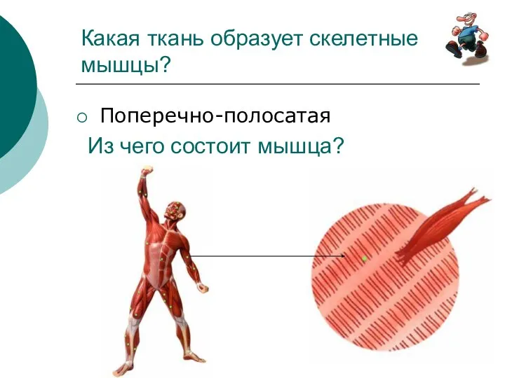 Какая ткань образует скелетные мышцы? Поперечно-полосатая Из чего состоит мышца?
