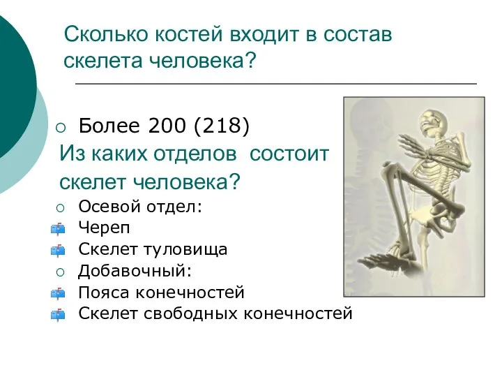 Сколько костей входит в состав скелета человека? Более 200 (218) Из