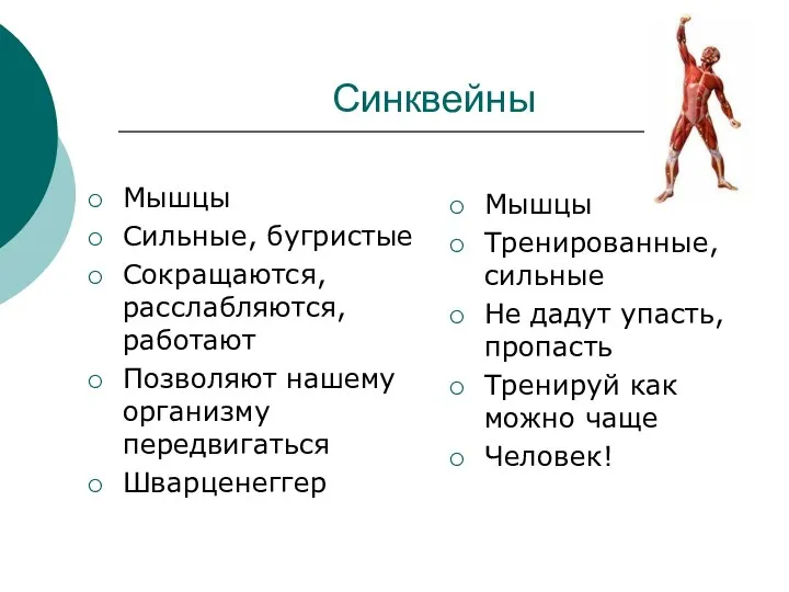 Синквейны Мышцы Сильные, бугристые Сокращаются, расслабляются, работают Позволяют нашему организму передвигаться