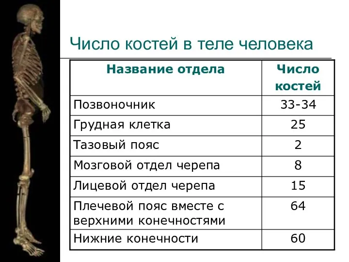 Число костей в теле человека