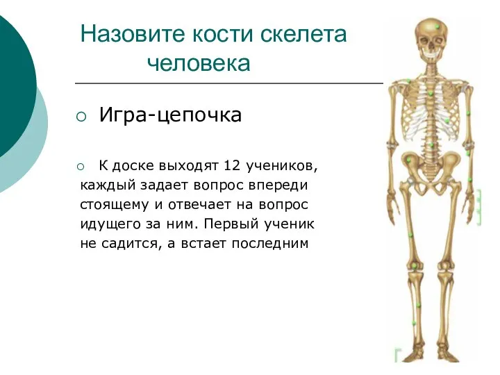 Назовите кости скелета человека Игра-цепочка К доске выходят 12 учеников, каждый