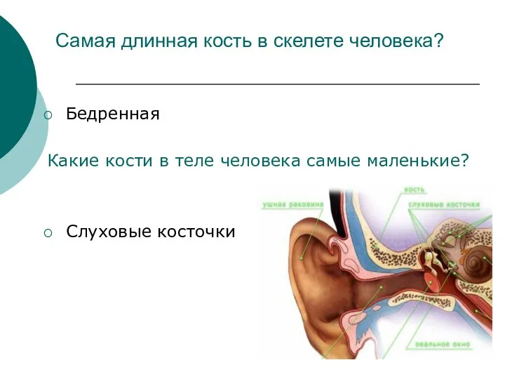 Самая длинная кость в скелете человека? Бедренная Какие кости в теле человека самые маленькие? Слуховые косточки