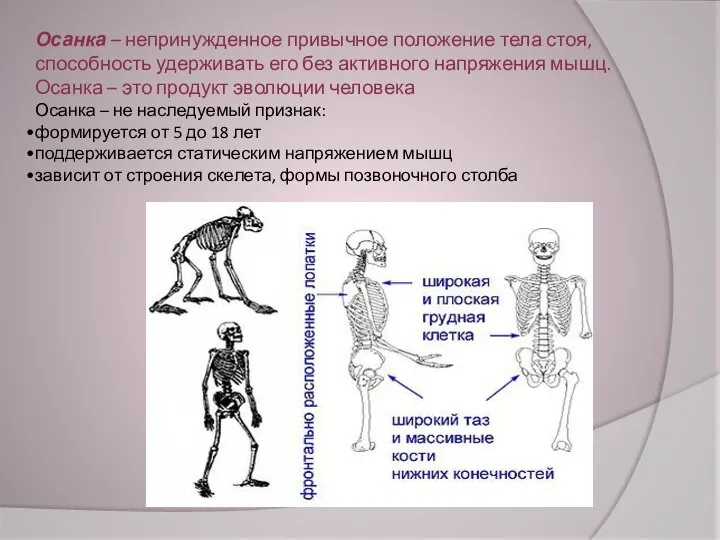 Осанка – непринужденное привычное положение тела стоя, способность удерживать его без