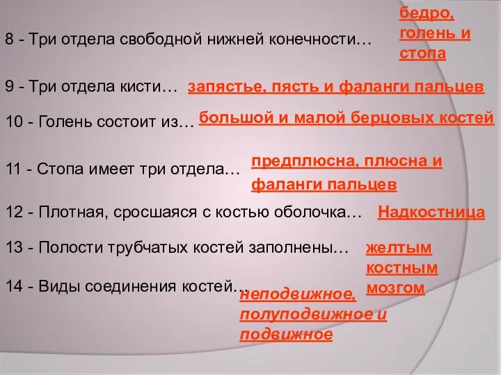 8 - Три отдела свободной нижней конечности… бедро, голень и стопа