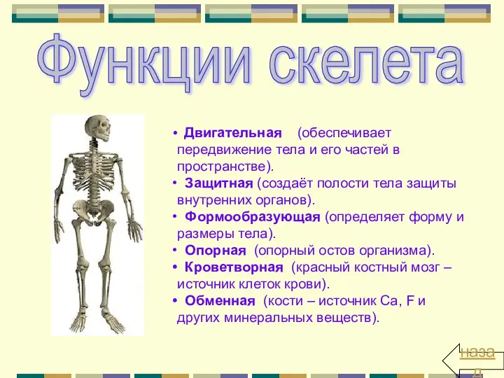 Функции скелета Двигательная (обеспечивает передвижение тела и его частей в пространстве).