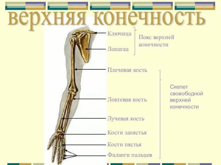 верхняя конечность Ключица Лопатка Плечевая кость Локтевая кость Лучевая кость Кости