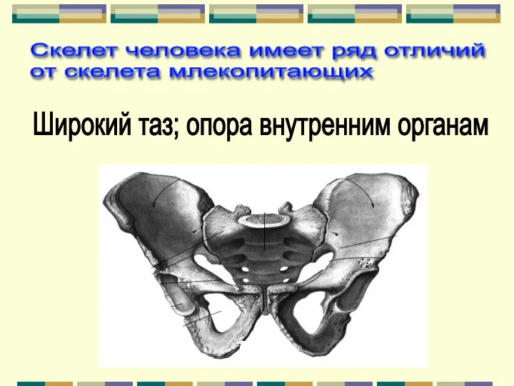 Широкий таз; опора внутренним органам Скелет человека имеет ряд отличий от скелета млекопитающих