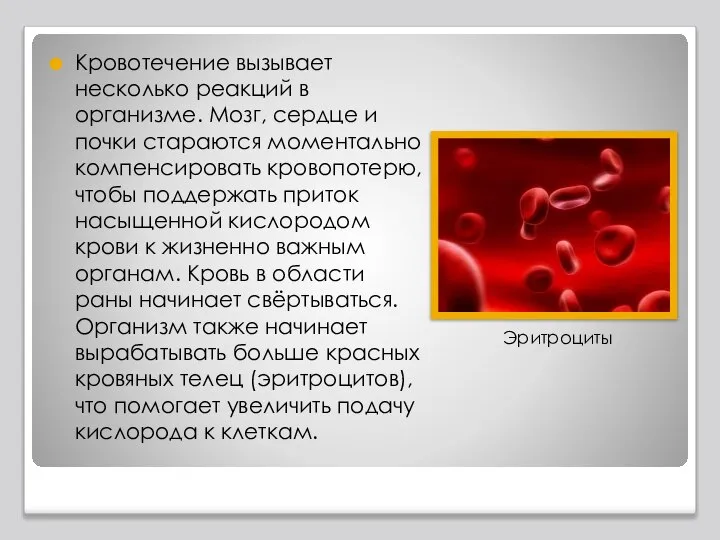 Кровотечение вызывает несколько реакций в организме. Мозг, сердце и почки стараются