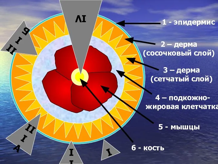 1 - эпидермис 2 – дерма (сосочковый слой) 3 – дерма