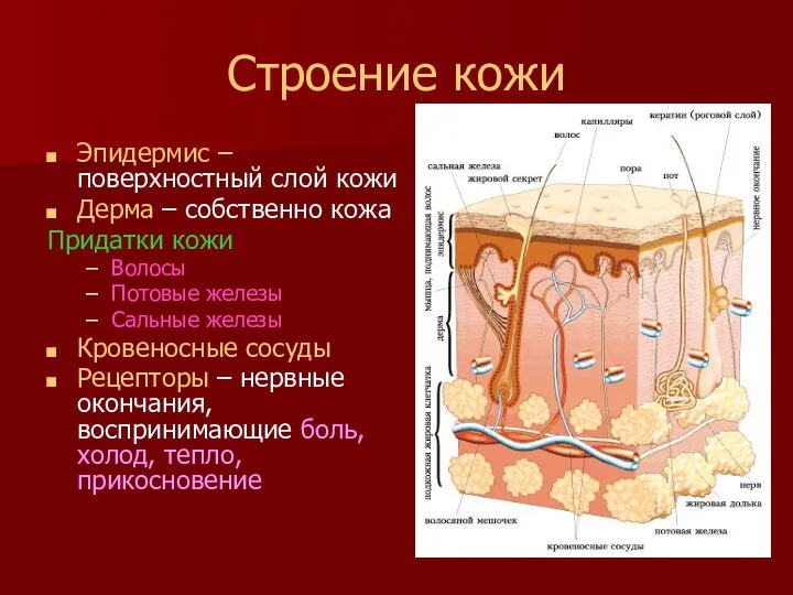 Строение кожи Эпидермис – поверхностный слой кожи Дерма – собственно кожа