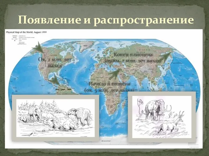 Появление и распространение Начало плиоцена (ок. 5 млн. лет назад) Конец