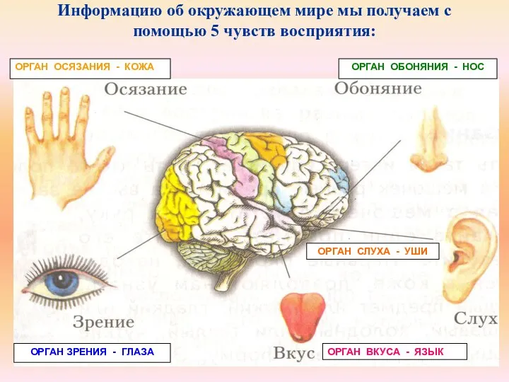 Информацию об окружающем мире мы получаем с помощью 5 чувств восприятия:
