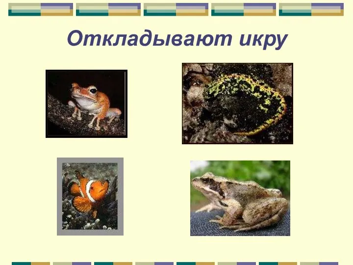 Откладывают икру