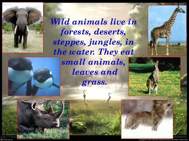 Wild animals live in forests, deserts, steppes, jungles, in the water.