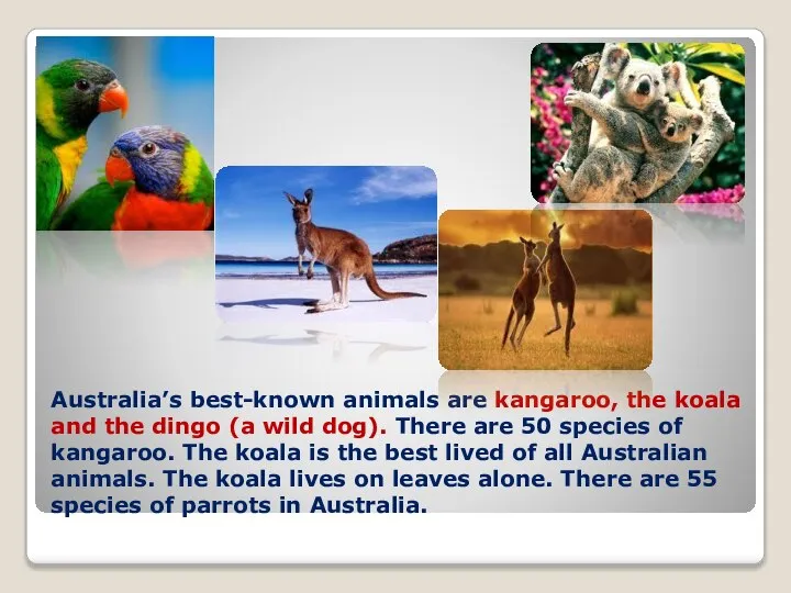 Australia’s best-known animals are kangaroo, the koala and the dingo (a