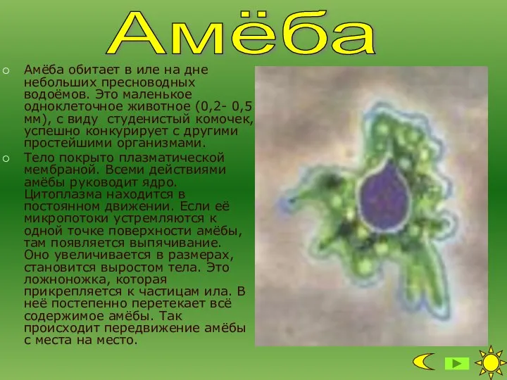 Амёба обитает в иле на дне небольших пресноводных водоёмов. Это маленькое