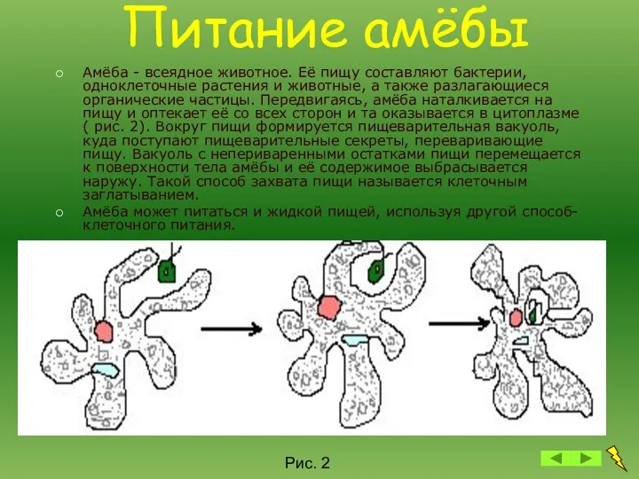 Питание амёбы Амёба - всеядное животное. Её пищу составляют бактерии, одноклеточные