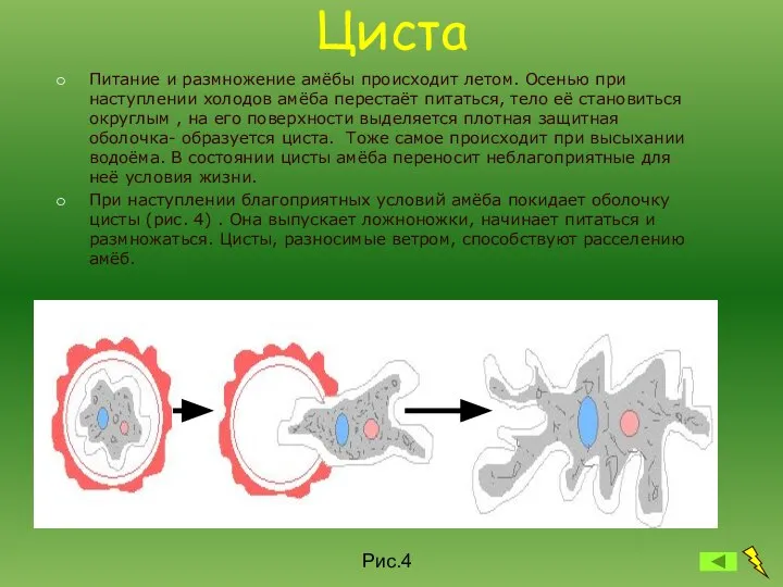 Циста Питание и размножение амёбы происходит летом. Осенью при наступлении холодов