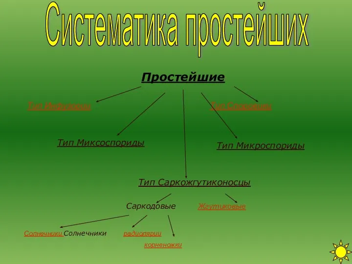 Систематика простейших Тип Споровики