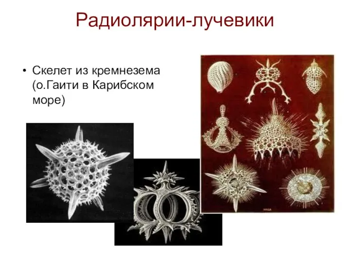 Радиолярии-лучевики Скелет из кремнезема (о.Гаити в Карибском море)