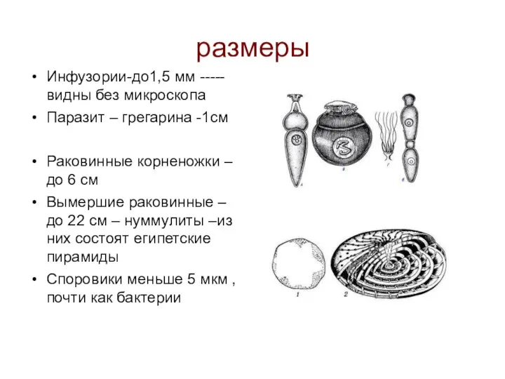 размеры Инфузории-до1,5 мм -----видны без микроскопа Паразит – грегарина -1см Раковинные