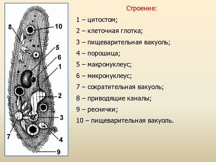 Строение: 1 – цитостом; 2 – клеточная глотка; 3 – пищеварительная