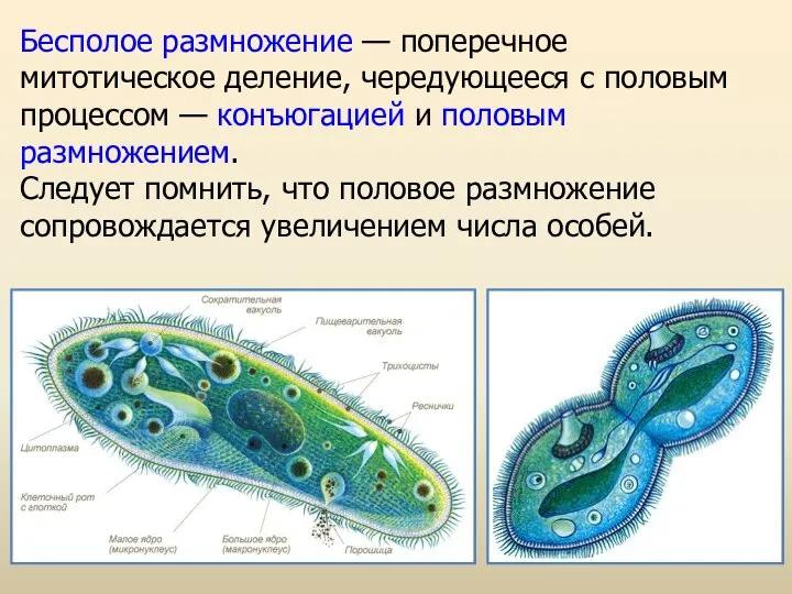 Бесполое размножение — поперечное митотическое деление, чередующееся с половым процессом —