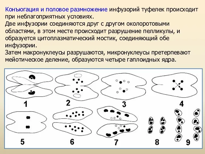 Конъюгация и половое размножение инфузорий туфелек происходит при неблагоприятных условиях. Две